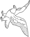 Soaring eagle drawings