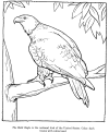 The Bald Eagle